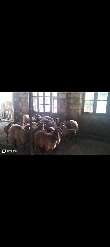 Dişi, Qala, il: 2, Damazlıq lalafo.az -da Dişi, Qala, il: 2, Damazlıq