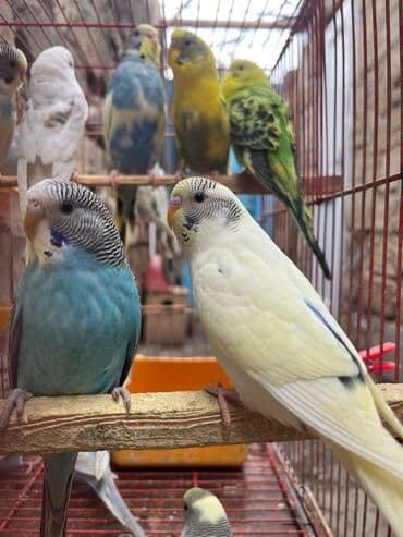 geref qusu rus dilinde: Papuqaylarr — 4