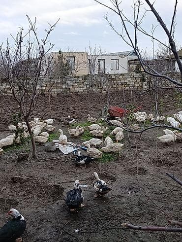 ordək bala: Satılır: fermer təsərrüfatında bəslənmiş ördəklər (ağ Pekin və — 3