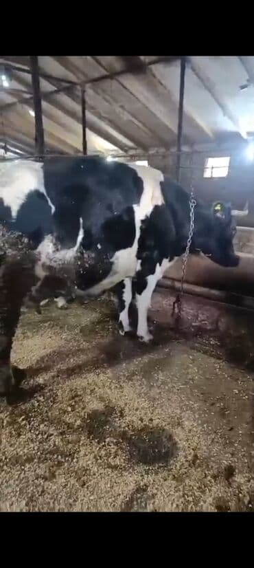 Digər kənd təsərrüfatı heyvanları: Salam aleykum super 2 dene iney diler cüt 6400 diyilir razılaşmaq olar — 1