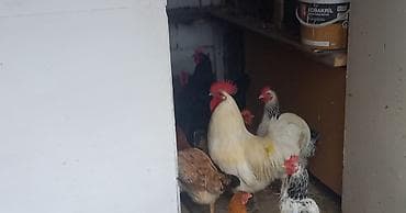 tutuquşu növləri: Ağ rəngli böyük xoruz - Rəng: açıq krem-ağ lələklər, parlaq qırmızı — 2