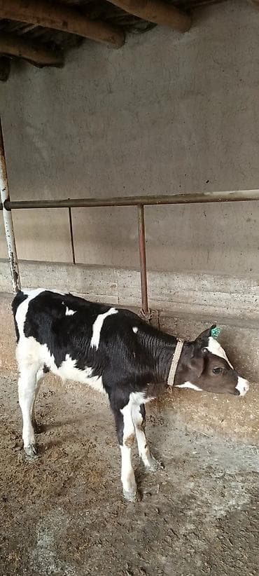 etlik inek cinsleri: Ay yarımlıq erkey buzov — 3