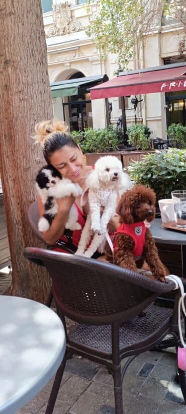 toy budel: Pudel, 3 ay, Erkek, Peyvəndli, Ünvandan götürmə — 13