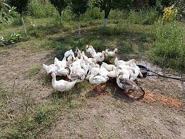 hinduşka satılır: 3 aylıq qazlar satışa çıxrıldı, ətlik sortlardihamisi xususi yemleme — 3