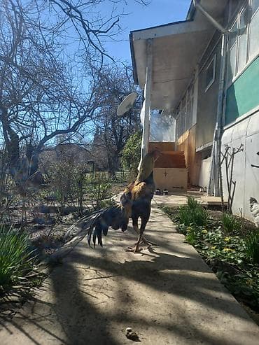 Бараны, овцы: Sarı-qara rəngli xoruz - Uzun quyruqlu, incə quruluşlu, hündürboy — 3