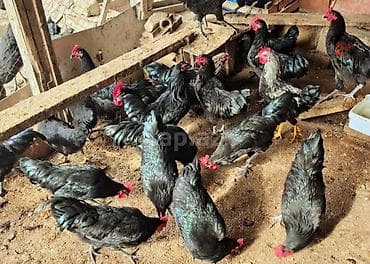 cuce satisi 2020: Toyuq cücələri, Ətlik — 9