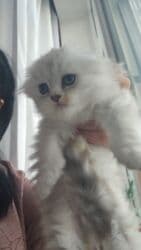 pişik cutleşdirme: Şinşilla, Erkək, Yaxşı əllərə, Ünvandan götürmə, Ödənişli çatdırılma — 5