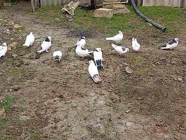 Akvariumlar: Içinde 9saat uçanida var 6saat uçanida var3saat uçanida var — 1