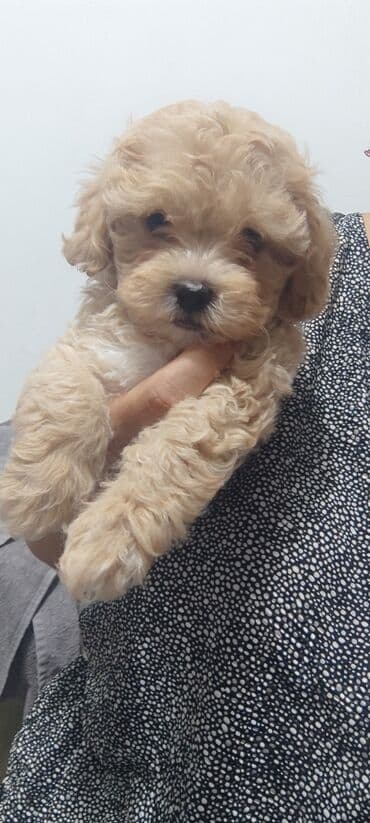 мальтипу купить: 4 ay, Dişi, Peyvəndli, Ünvandan götürmə — 5