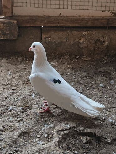 Gəmiricilər: 2 si də erkək di çep tutulmadı morun 4+ uçuşu var — 4