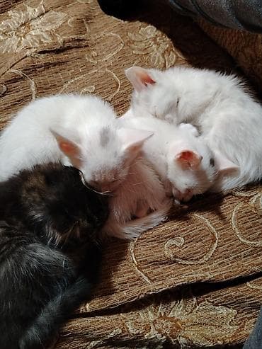 pişik alıram: Türk anqora, Erkək, Dişi, Yaxşı əllərə, Pulsuz çatdırılma — 4