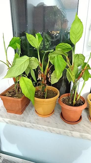 Çöl bitkiləri: Kala Gulləri Ag Kala acir. 3 ədəd 18 azn. Qis Yay gul acir. Kol — 1