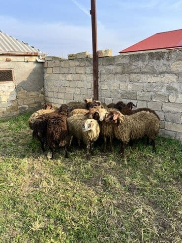 Бусы: 3 ay bordağ saxlanılmış quzular 40+ kq diri çəki,Tam sağlam . Qiymət — 1