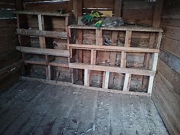 Taxta quşxana / toyuq kümesi - Material: qalın taxta lövhələr və