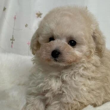 померанский шпиц: Pudel, 2 ay, Dişi — 3