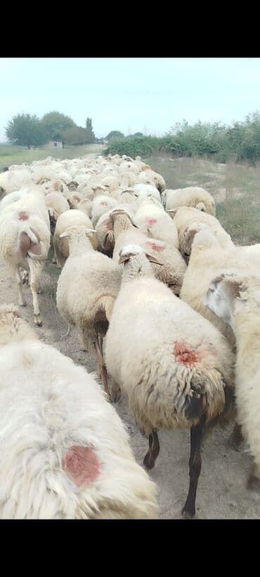 bakida cins ineklerin satisi: Dişi, il: 1, 50 kq, Damazlıq, Ünvandan götürmə — 10