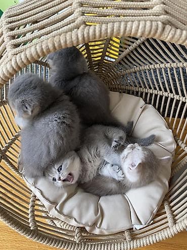 akvarium 120 cm: Şotland yastı qulaq, Erkək, Dişi, Yaxşı əllərə, Ünvandan götürmə, Pulsuz çatdırılma, Ödənişli çatdırılma — 2