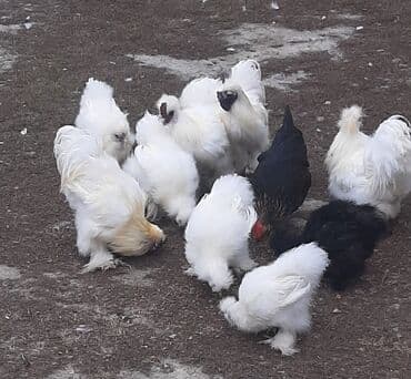 cuceye verilen adlar: Toyuq, Yumurtalıq — 3