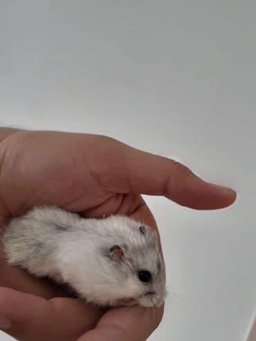 xamyak adlari: Cunqarik xamyaklar.ele öyrəşib dislemirler.her rəngdə var.qefeslerde — 2