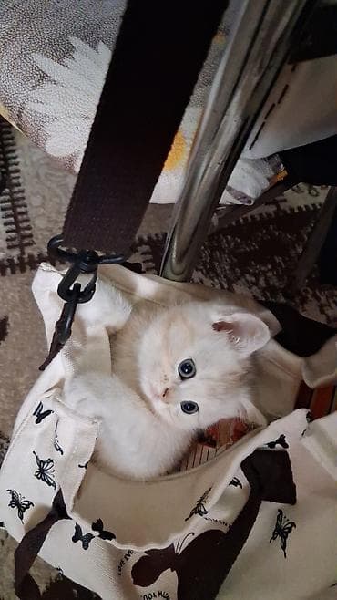 Pişiklər: Qızıl şinşilla, Dişi, Yaxşı əllərə, Ünvandan götürmə, Ödənişli çatdırılma — 5