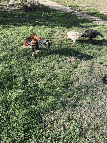 Digər qida məhsulları: Heyratı yumurtaları satılır Məhsul: Təbii kənd yumurtası Təsvir: - — 5