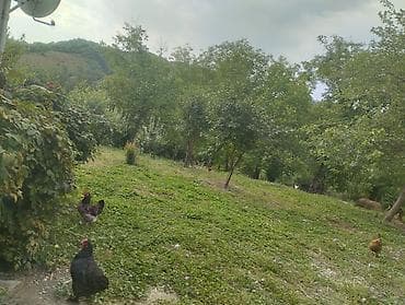 lavanda: Kənd evi və təsərrüfat sahəsi - Geniş həyətli birmərtəbəli kənd evi — 3