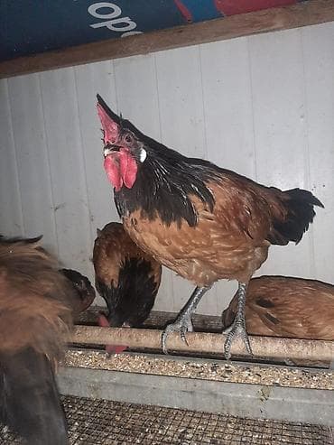 kend toyuqu: Temiz qan Forvek cinsili hryvanlar satiwa cixardilib.Alman — 5