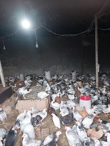 pomeranian spitz satilir: Toyuq cücələri, Ətlik, Ödənişli çatdırılma — 4