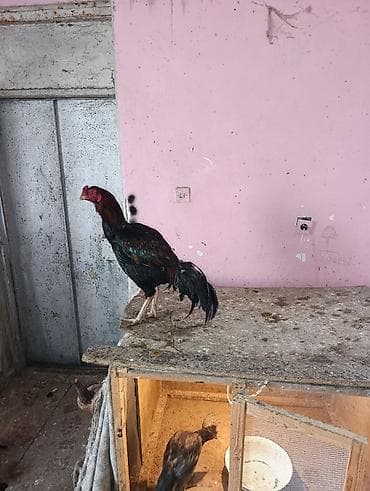 heyvanlara verilən xüsusi adlar: Xoruz, il: 1 — 2