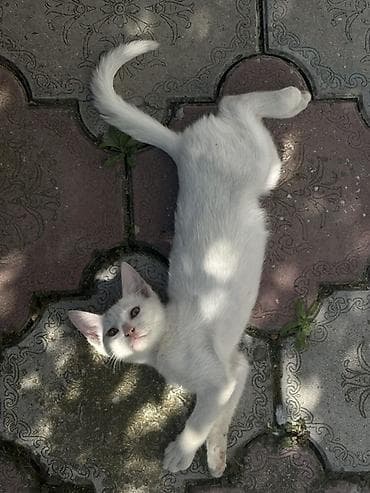 balaca it: Yaxşı əllərə — 2