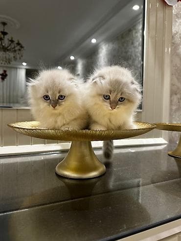 sotland pişik: Şotland — 3