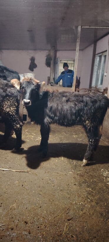 домики для кошек баку: Super dana — 1