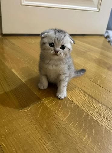 sotland pişik: Şotland, Dişi — 1