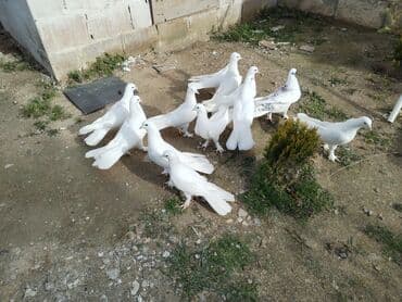 goyerçin: Enniquyruğlar satılır 12 dənəsi 140manat ünvan Fatmayı — 2