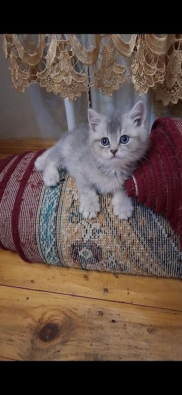 ev heyvanları it: Britan, Erkək, Dişi, Yaxşı əllərə — 4