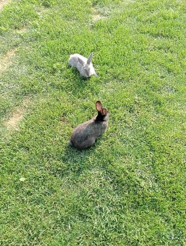 Gəmiricilər: Ikiside 20 AZN Boz və tünd-boz rəngli iki dekorativ dovşan - Rənglər — 1