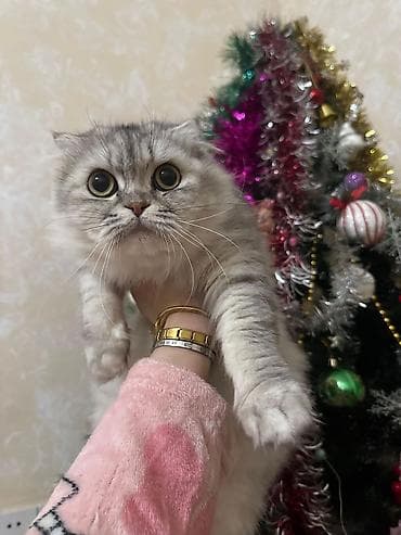 heyvan sahiblendirme: Şotland uzun tüklü — 8