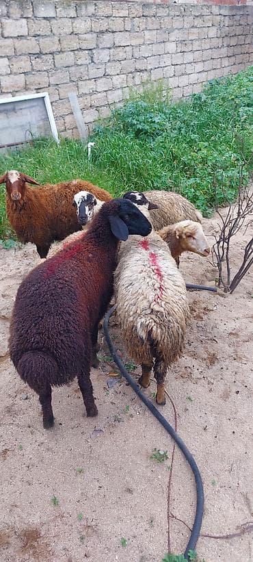 cins qoyun: Qoyun sürüsü – 5 baş - Təyinat: ət və damazlıq üçün münasib yerli — 1