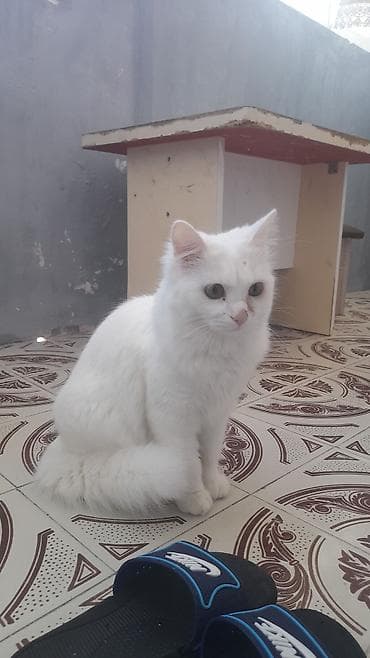 britanski pişik: Türk anqora, Dişi, Yaxşı əllərə — 6