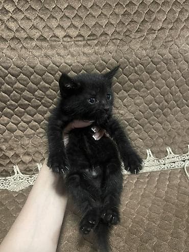 pisik aliram: Yaxşı əllərə — 7