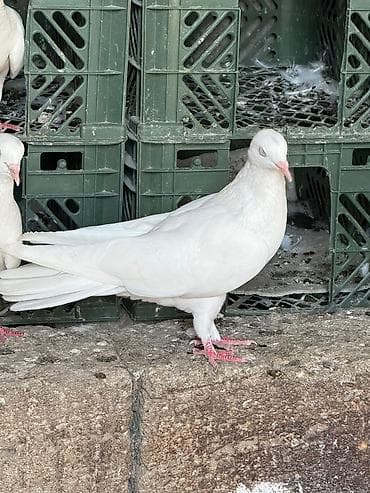 Məhsul: Evdə saxlanılmağa və damlıq üçün müxtəlif rəng və naxışlarda