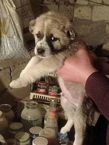 york fitness tegovi: Peyvəndli — 3