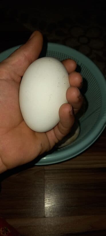 Mayalı Yerli və Rusiya cinsi Qaz yumurtaları TAM MAYALI . ÇATDIRILMA — 2