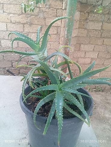 Комнатные растения: Aloe vera (sukkulent) – iri plastik dibçəkdə - Bitki: Aloe vera — 3
