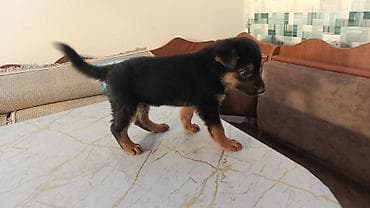 it gence: Alman çoban iti, 1 ay, Dişi, Sənədli, Ünvandan götürmə, Ödənişli çatdırılma, Rayonlara çatdırılma — 1
