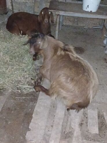 sort keci: Məhsul: Qəhvəyi rəngli keçilər (cüt) Heleb keçileri dişi bogazdı — 2