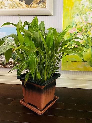 bezek bitkileri adlari: Spathiphyllum (Sülh zanbağı) – iri, sıx yarpaqlı otaq bitkisi - Növ — 2
