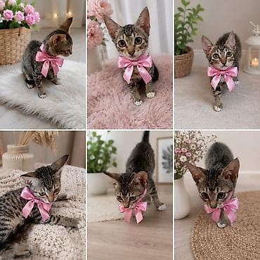 pulsuz heyvanlar verilir: Lənkəranda etibarlı əllərə bala pişiklər🐈🐈🐈sahibləndirilir.Şirin — 1