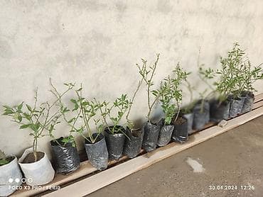 agac satisi: Ağaclar satışı Limon Apersin Mandalin Kinkan Palma fexu isdeyen yazsın — 3