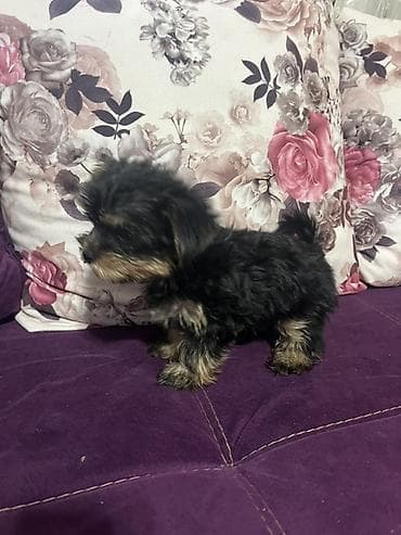 york terrier: Yorkşir teryer, 2 ay — 4